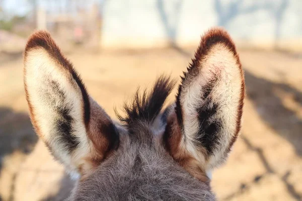 驴耳朵的闭塞镜头 — 图库照片