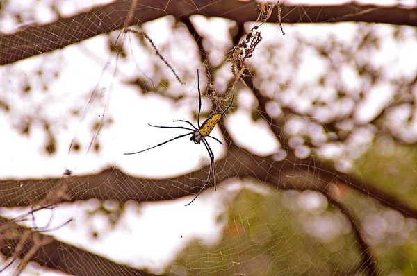 Επιλεκτική λήψη εστίασης μιας σπάνιας δηλητηριώδους αράχνης σε έναν ιστό σε ένα δάσος — Φωτογραφία Αρχείου