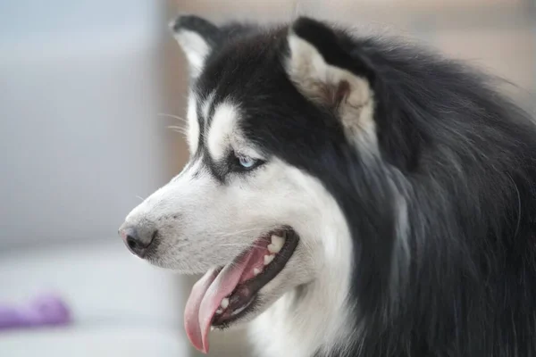 Horizontale Nahaufnahme eines niedlichen Sachalin-Huskys mit herausgestreckter Zunge auf verschwommenem Hintergrund — Stockfoto