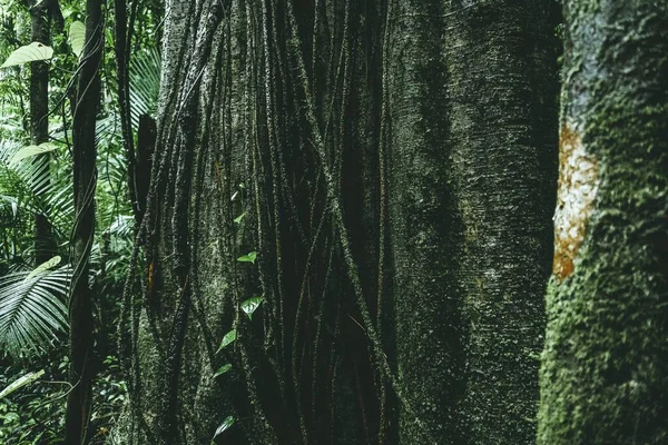 Közelkép Fenyőerdőkben Lévő Fákról — Stock Fotó