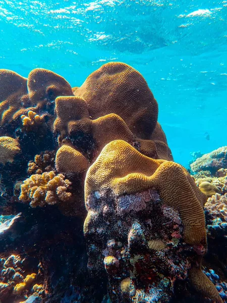 Вертикальний Знімок Красивих Коралів Під Океаном — стокове фото