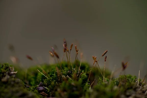 Macro photographie d'herbe dans un champ vert sur un fond flou - idéal pour un fond d'écran de la nature — Photo