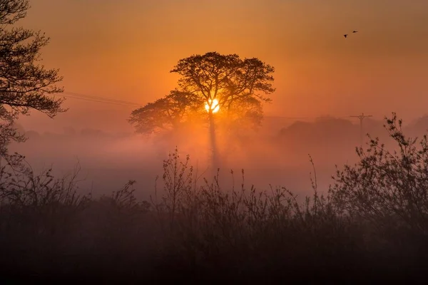 Ein Erstaunlicher Wald Und Der Sonnenuntergang — Stockfoto