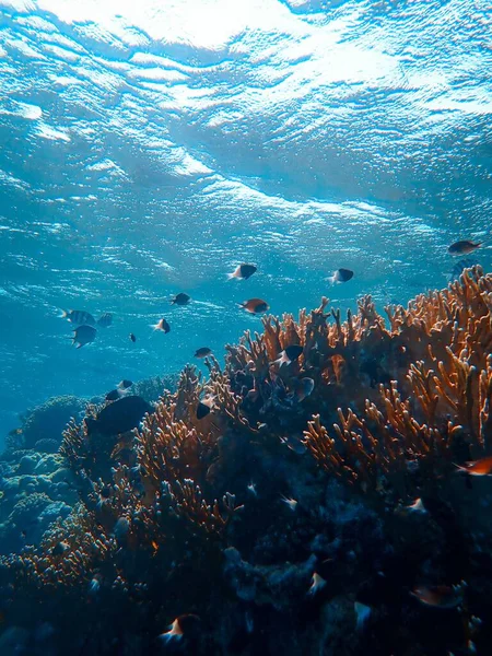 Вертикальний знімок коралів і деякі красиві риби плавають під морем — стокове фото