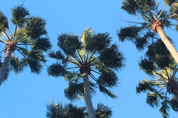Low angle shot of palm trees taken in San Diego zoo — Stock Photo, Image