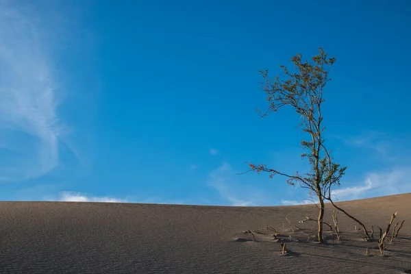 Prachtige scene van een eenzame half-droge boom groeiend in de arenaceous voedingsbodem van een hete woestijn — Stockfoto