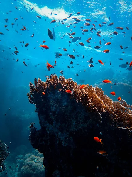 Vertical shot of small fish swimming by a beautiful coral under the sea — Stock Photo, Image