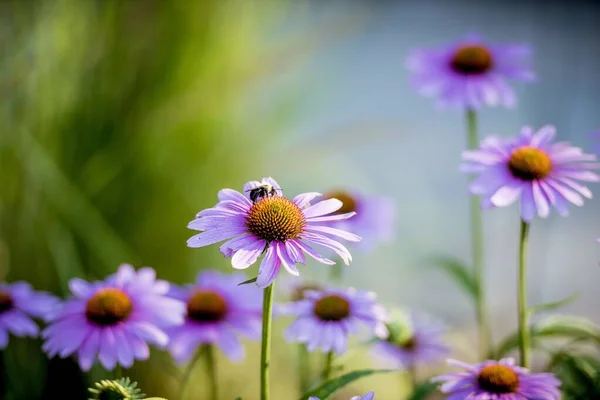 Primer plano de una abeja polinizando la flor con un fondo natural borroso —  Fotos de Stock