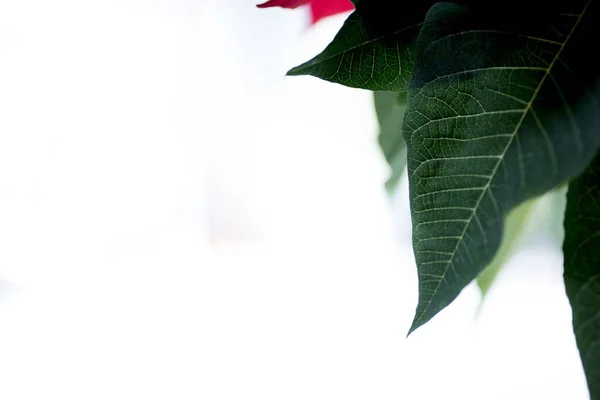 Closeup shot of green plant leaves with a white background — Stock Photo, Image