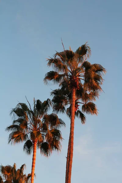 Tiro vertical de belas palmeiras tiradas no zoológico de San Diego — Fotografia de Stock