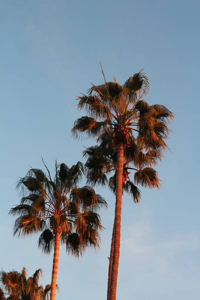 Verticale opname van prachtige palmbomen genomen in San Diego dierentuin — Stockfoto