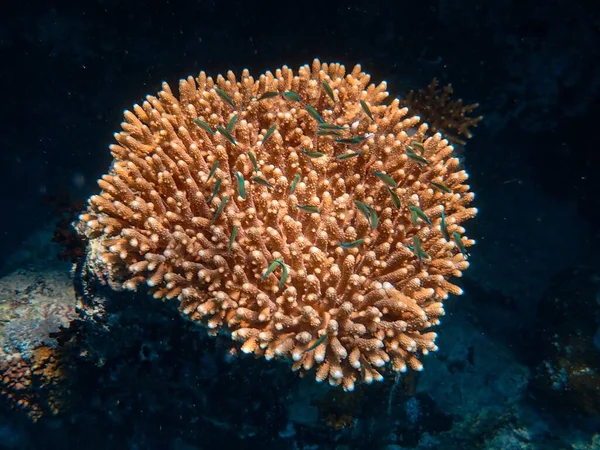 Beaux poissons colorés nageant autour des coraux sous la mer — Photo