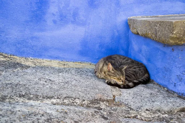 Niedliche Aufnahme einer kurzhaarigen Hauskatze, die in der Ecke schläft — Stockfoto