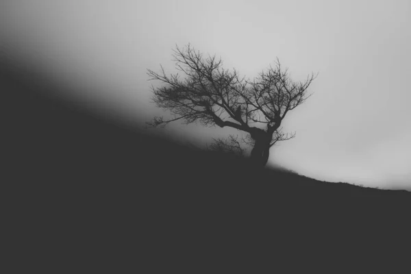 Silhueta em tons de cinza tiro de uma árvore isolada em um fundo preto e branco — Fotografia de Stock