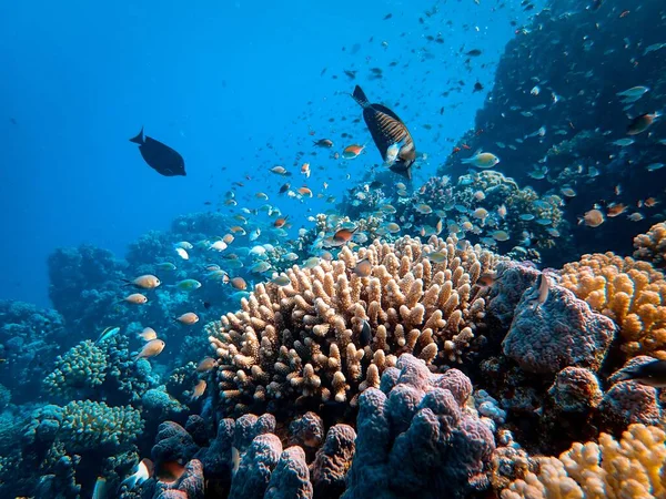 Gros plan de beaux poissons et coraux sous la mer — Photo