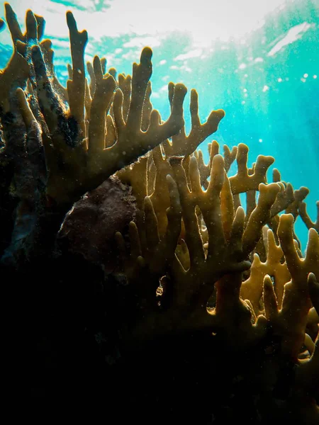 Plan vertical de beaux coraux et poissons sous la mer — Photo