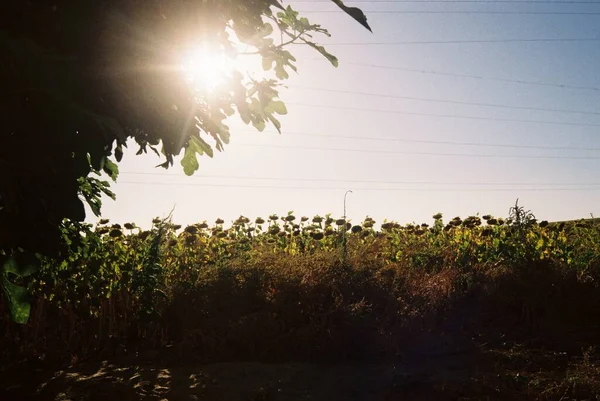 Krásný záběr na slunečnicové pole pod jasným sluncem s elektrickými dráty v pozadí — Stock fotografie