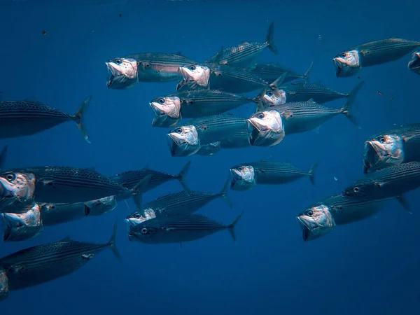 Fiskstim under havet — Stockfoto