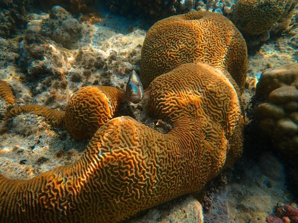 Schöne bunte Fische schwimmen um Korallen unter dem Meer — Stockfoto
