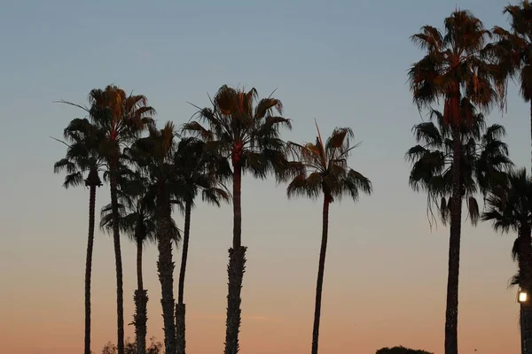 Hermosas palmeras al atardecer en el zoológico de San Diego — Foto de Stock