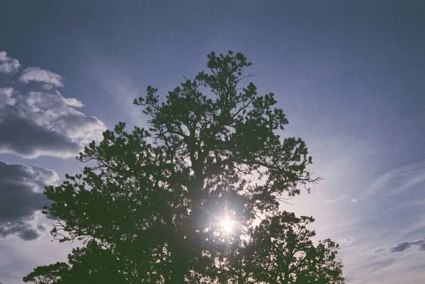 Silueta de un árbol con el sol brillante y hermosas nubes blancas en el fondo —  Fotos de Stock