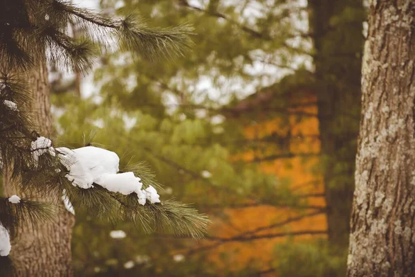 Крупный план ветвей сосны, покрытых снегом, на размытом фоне — стоковое фото