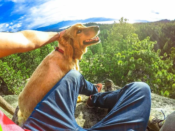 Şirin kahverengi bir köpeği okşayan biri uçurumun kenarında oturmuş yeşil ağaçların güzel manzarasının tadını çıkarıyor. — Stok fotoğraf