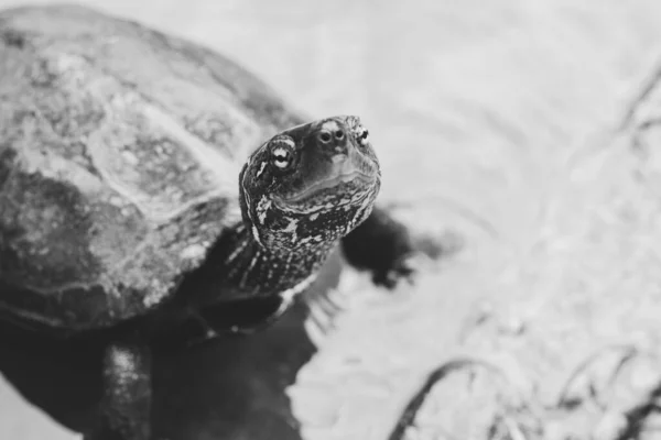 一只可爱的乌龟好奇地看着摄像机的灰度选择性镜头 — 图库照片
