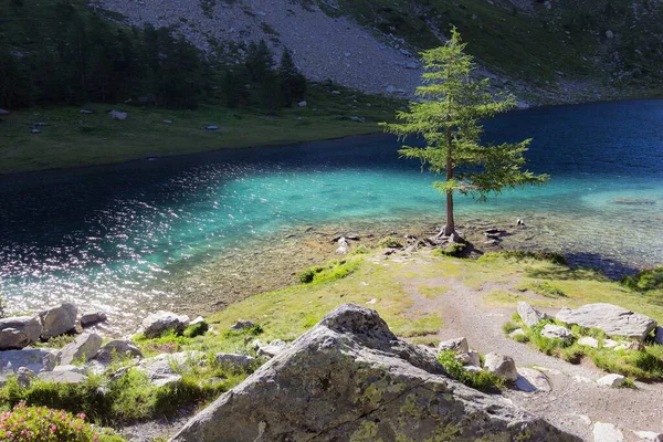 Hermoso árbol en una orilla del río — Foto de Stock