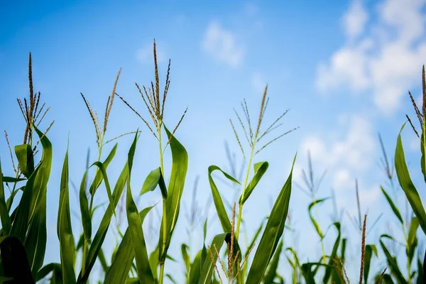 Låg vinkel skott av majsfält med en suddig blå himmel i bakgrunden — Stockfoto