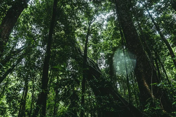 緑の森の中で成長する松の木の低角度ショット — ストック写真