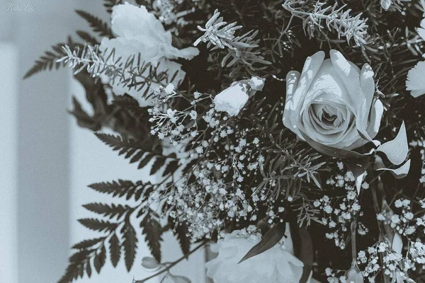 一朵白玫瑰的灰白色特写镜头 — 图库照片