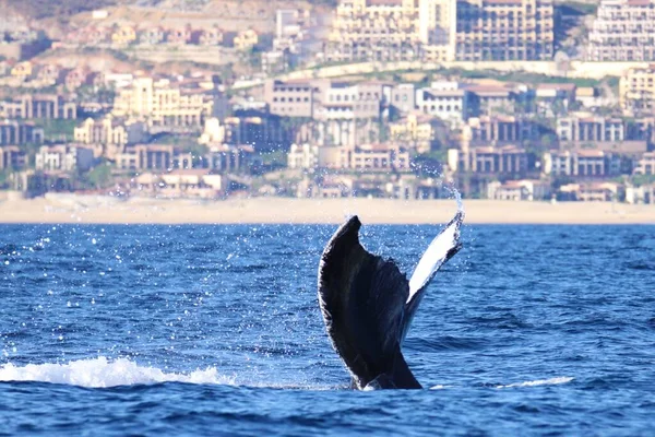 山の街を背景にした青い水の中に美しいクジラの尾の風景 — ストック写真