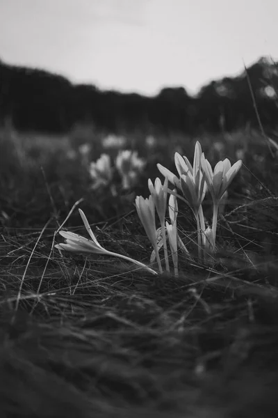 Balança de cinza vertical de flor de Crocus vernus no meio de um campo durante a primavera — Fotografia de Stock