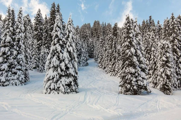 Schöner schneebedeckter Hügel voller Bäume — Stockfoto