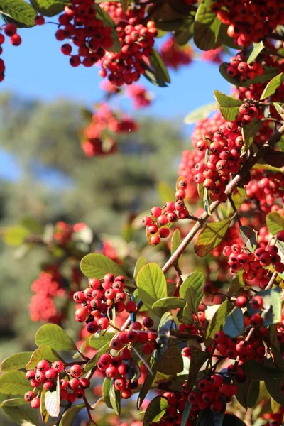 サンフランシスコで撮影された小さな赤い果実の木の垂直ショット — ストック写真