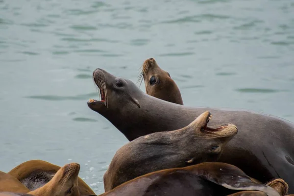 Selectieve focus shot van een familie van zeeleeuwen met open monden en de oceaan op de achtergrond — Stockfoto