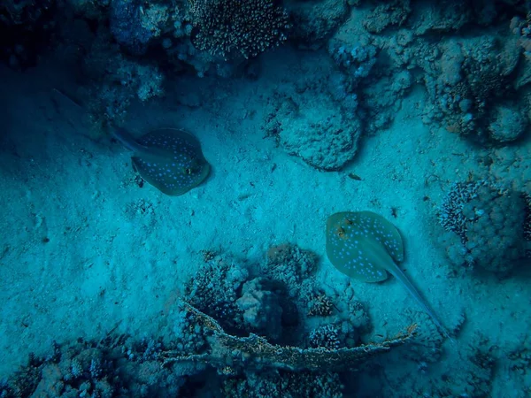 Nyíló lepényhal a tenger fenekén — Stock Fotó