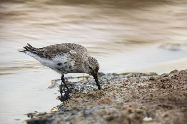 Őszi Migráns Felnőtt Dunlin Calidris Alpina Megállás Felett Szondázás Sekély — Stock Fotó