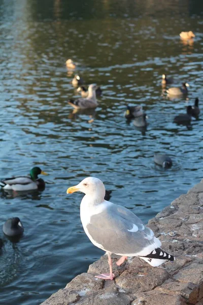 Svislý Výstřel Kachen Jezeře — Stock fotografie