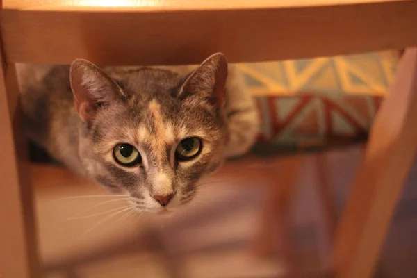 かわいい子猫のクローズアップショット — ストック写真