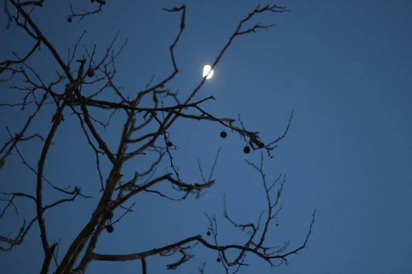 Vue en angle bas d'un arbre avec la lune en arrière-plan prise en Californie — Photo