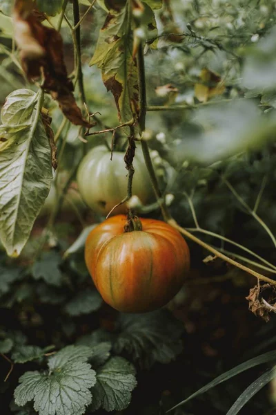 Tiro vertical de una calabaza en un jardín — Foto de Stock