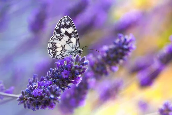 Tiro Seletivo Foco Uma Borboleta Que Senta Uma Flor Roxa — Fotografia de Stock