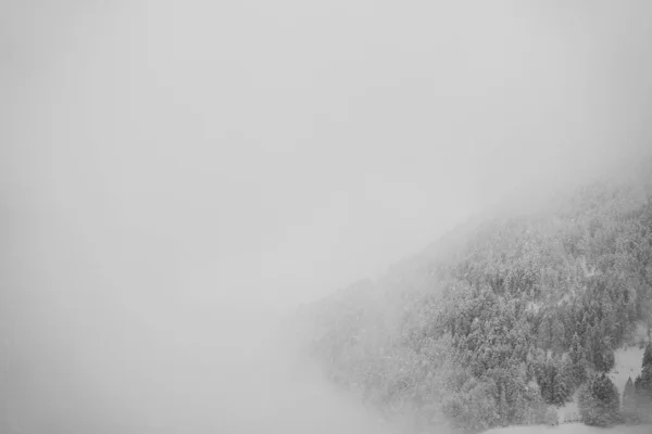 Tiro Escala Cinza Uma Floresta Inverno Coberta Névoa Dia Congelamento — Fotografia de Stock