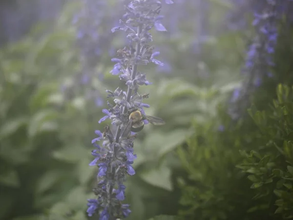 Foggy shot d'une lavande pourpre anglaise poussant au milieu d'un champ — Photo