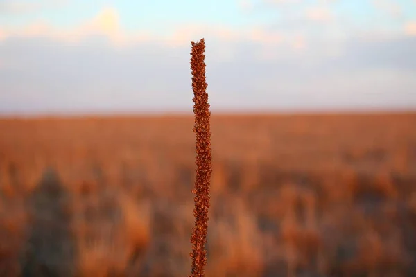 Captura selectiva de enfoque de una planta con el campo en el fondo — Foto de Stock