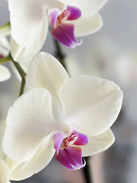 Closeup selective focus shot of beautiful Phalaenopsis Blume flowers — Stock Photo, Image