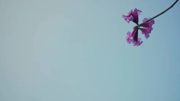 Plan à angle bas d'une fleur violette sur fond bleu avec espace vide pour votre texte — Photo