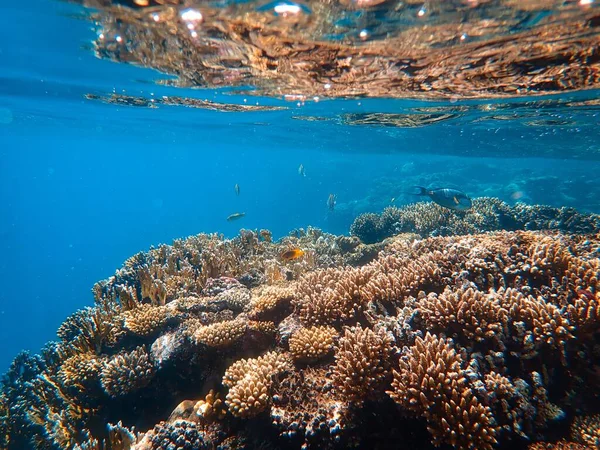 Amazing corals and some fish swimming around at the bottom of the sea